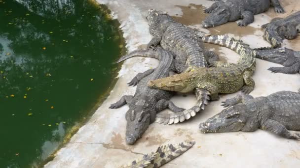 Muchos cocodrilos yacen cerca del agua de color verde. Río Muddy Swampy. Tailandia. Países Bajos — Vídeos de Stock