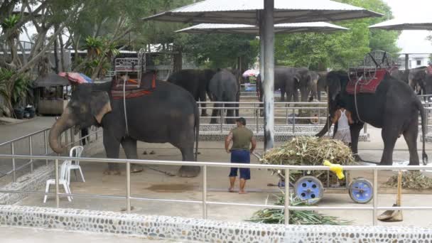 Éléphants dans un zoo avec des chaînes enchaînées à leurs pieds. Thaïlande. Asie — Video