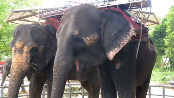 Elefantes en el zoológico con un carro en la espalda están comiendo. Tailandia. Países Bajos . — Vídeo de stock