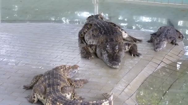 Krokodil ligt in het zwembad van de dierentuin. Thailand — Stockvideo
