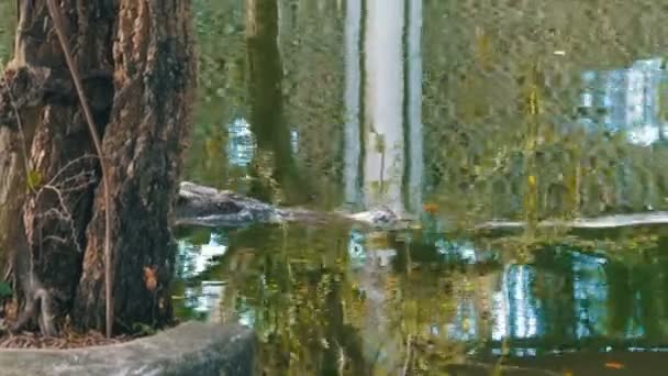 Krokodyl pływa w zielonej błotnistej wody. Muddy River bagnistych. Tajlandia. Asia — Wideo stockowe