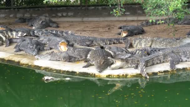 Crocodiles Lie near the Water of Green Color. Muddy Swampy River. Thailand. Asia — Stock Video