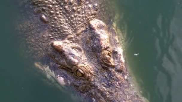 Cocodrilo nada en el agua verde pantanosa. Río Muddy Swampy. Tailandia. Países Bajos — Vídeo de stock