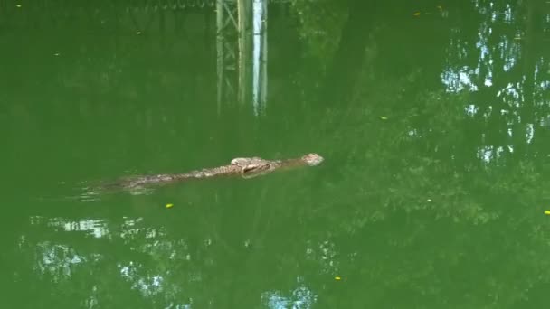 Krokodil schwimmt im grünen sumpfigen Wasser. schlammiger, sumpfiger Fluss. Thailand. Asien — Stockvideo