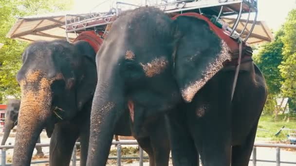 Gli elefanti nello zoo con un carretto sul retro stanno mangiando. Thailandia. Asia . — Video Stock
