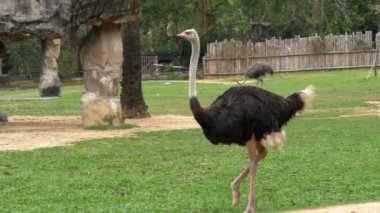 Devekuşu Khao Kheow aç hayvanat bahçesindeki çim etrafta dolaşıyor. Tayland
