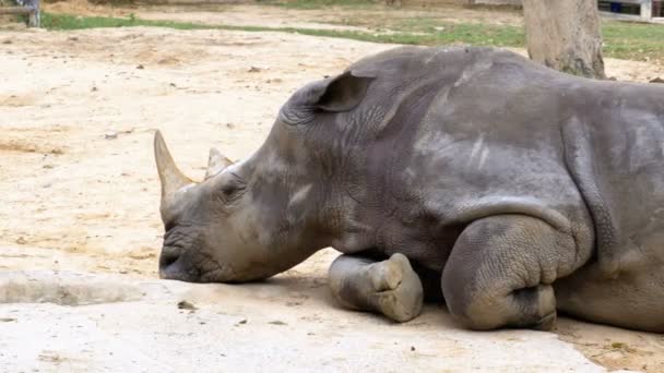 Носоріг лежить на землі на Хао Kheow відкрите зоопарк. Таїланд — стокове відео