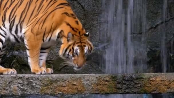 Tygrys idzie na skale w pobliżu wodospadu. Tajlandia — Wideo stockowe