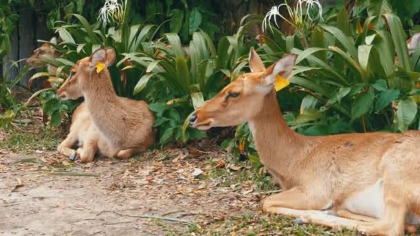 Deer lying in the bushes at the Khao Kheow Open Zoo. Thailand — Stock Video