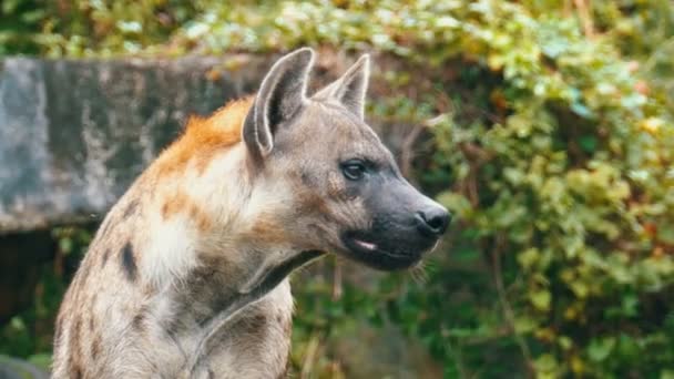 Hiena en la naturaleza mira a su alrededor. Khao Kheow Open Zoo. Tailandia — Vídeo de stock