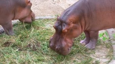 İki Behemoths Khao Kheow aç Hayvanat Bahçesi'nde yerde ot yer. Tayland