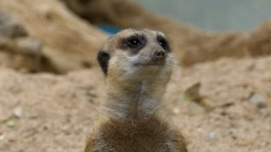 Meerkat standları iki ayak ve dışarı arıyorsunuz Danger.Thailand.