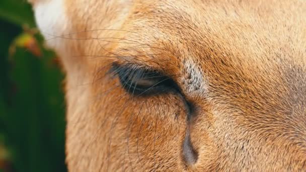 Olho de um veado deitado nos arbustos do Khao Kheow Open Zoo. Tailândia — Vídeo de Stock