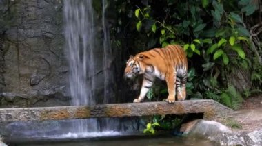 Tiger kaya şelale yakınındaki yürür. Tayland
