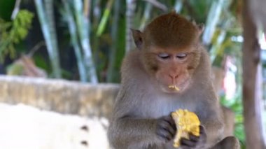 Ormanda Mısır yeme maymun. Tayland