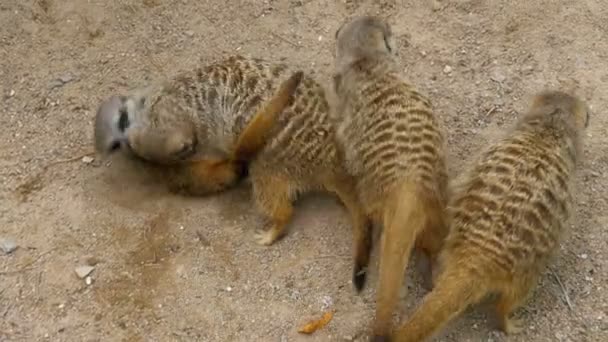 Gruppo di giocherelloni Meerkats giocare con l'altro. Tailandia — Video Stock
