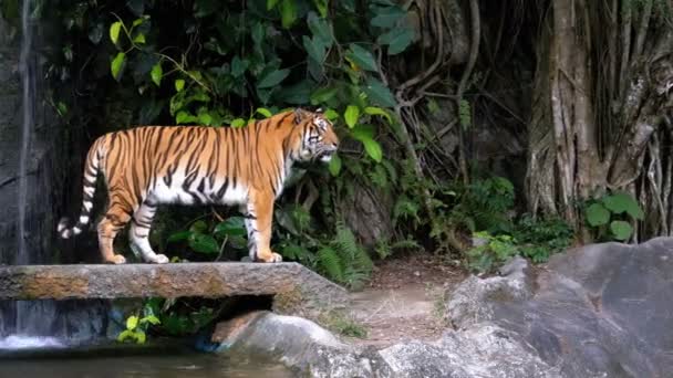 El Tigre camina sobre la Roca cerca de la Cascada. Tailandia — Vídeos de Stock