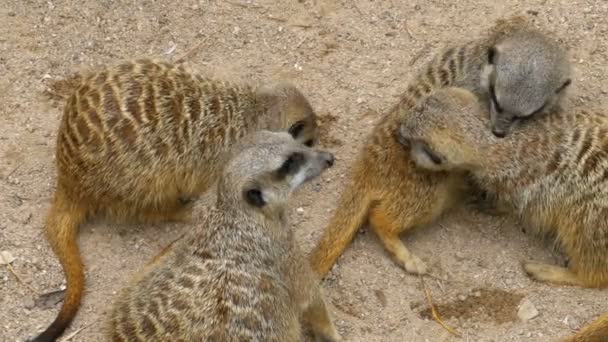 Familia de Meerkats juguetones juegan entre sí. Tailandia — Vídeo de stock