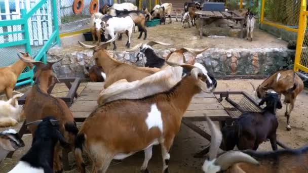 Cabras en la pluma en el zoológico abierto Khao Kheow. Tailandia — Vídeos de Stock