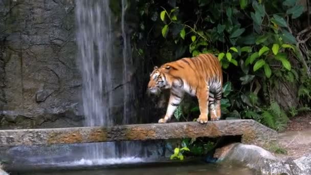 El Tigre camina sobre la Roca cerca de la Cascada. Tailandia — Vídeos de Stock