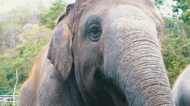 Gezicht van een olifant. Het oog knippert, de textuur van de huid, de grote kofferbak. Thailand — Stockvideo