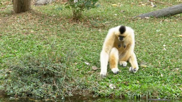 Vita kinder Gibbon sitter på en äng av en damm eller floden på Khao Kheow Zoo. Thailand — Stockvideo