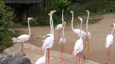 Beyaz veya Pembe Flamingo Khao Kheow adlı hayvanat bahçesi açık. Tayland