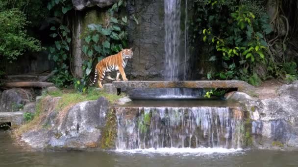 O Tigre Sente-se na Rocha perto da Cachoeira. Tailândia — Vídeo de Stock