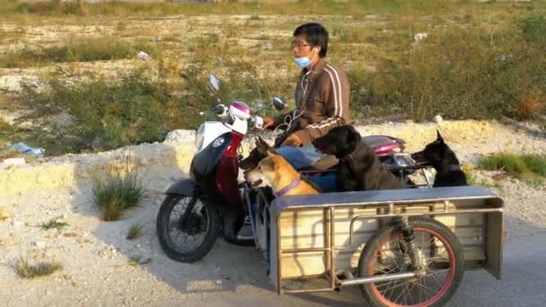 Honden zitten in een aanhangwagen van een Thaise motorfiets met een kinderwagen. Asia — Stockvideo