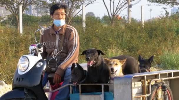 Les chiens sont assis dans une remorque d'une moto thaïlandaise avec une poussette. Asie — Video