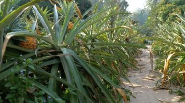 Ananas ekimi Tayland sezonu çiftlikte