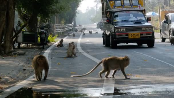 Affen auf der Straße des Dschungels in Thailand