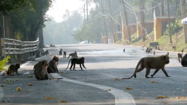 Scimmie a piedi lungo la strada della giungla in Thailandia — Video Stock