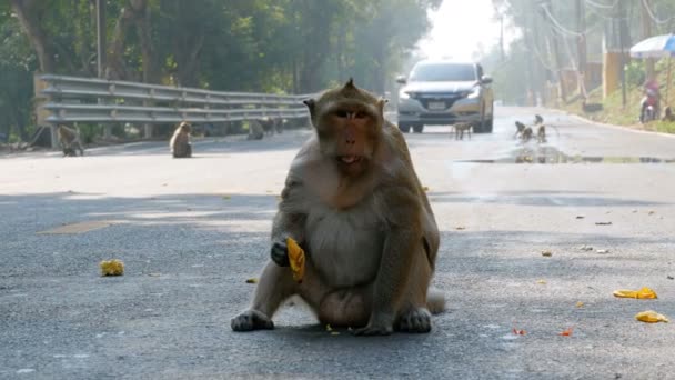 Monos caminan a lo largo de la carretera de la selva en Tailandia — Vídeos de Stock