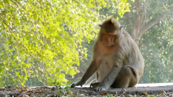 El mono se sienta cerca de la carretera en el parque nacional. Tailandia — Vídeos de Stock