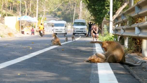Tayland ormanda yol boyunca maymunlar yürüyüş — Stok video