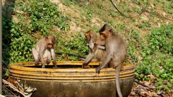 Macacos pegaram um sapo em uma tigela de água e brincaram com ele. Tailândia — Vídeo de Stock