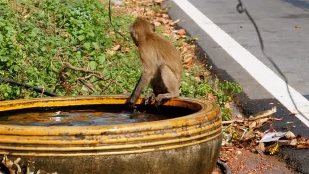 Monkey fångade en groda i en skål med vatten och spela med den. Thailand — Stockvideo