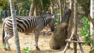 Zebra bir çuvalın içinde Khao Kheow aç hayvanat bahçesi içinde saman yiyor. Tayland
