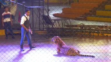 Kaplan terbiyecisi ve kaplanlar bir sirk performans hileler, bir kafeste. Circus Tiger Arena. Tayland