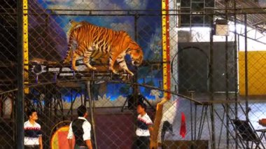 Kaplan terbiyecisi ve kaplanlar bir sirk performans hileler, bir kafeste. Circus Tiger Arena. Tayland