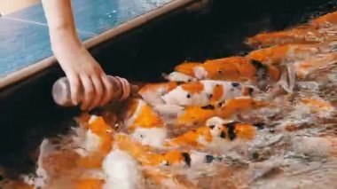 Bir şişe bir meme başı ile renkli Japon kırmızı sazan besleme. Tayland