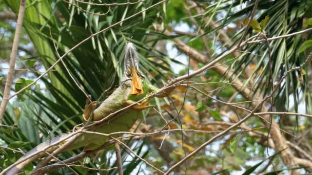 Caméléon sur une branche dans la forêt de la jungle. Thaïlande . — Video