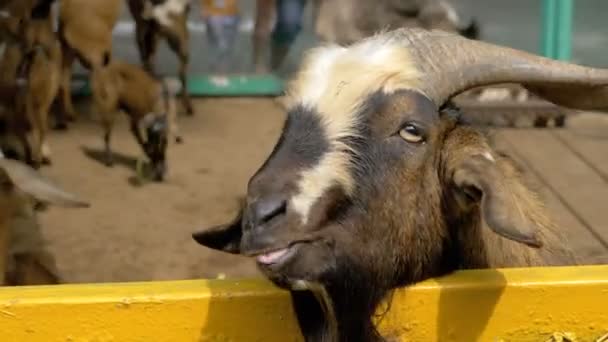 Žena kojí koz v Peru na Khao Kheow Open Zoo. Thajsko. — Stock video