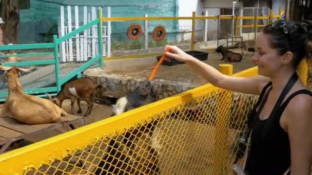 Vrouw voedt geiten in de Pen in het Khao Kheow Open Zoo. Thailand. — Stockvideo