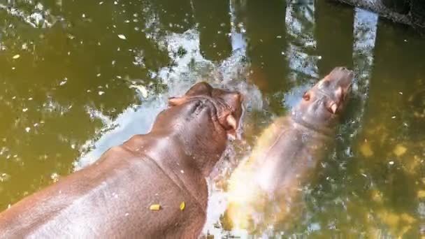 Två flodhästar simma i en damm på Khao Kheow Open Zoo. Thailand. — Stockvideo