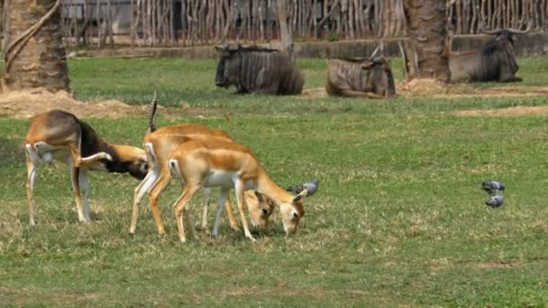 Afrikaanse savanne in het Khao Kheow Open Zoo. Thailand — Stockvideo