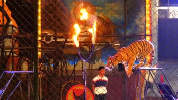Tiger salta a través del anillo de fuego en la arena del circo. Tailandia — Vídeo de stock