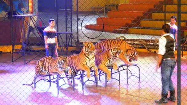 Quatro tigres jazem na arena do circo. Tailândia — Vídeo de Stock