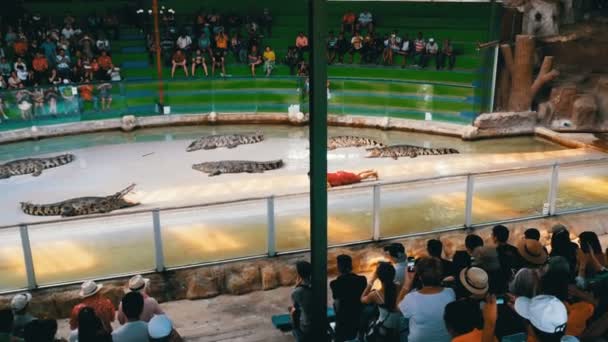 Krokodýlí show. Zvířecí trenér a krokodýli v aréně. Thajsko. Asie — Stock video